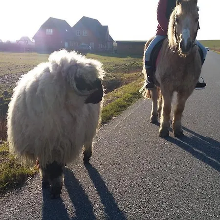 Radmokerhuus Pellworm