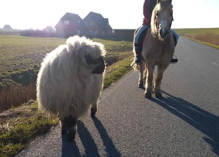 Radmokerhuus Pellworm